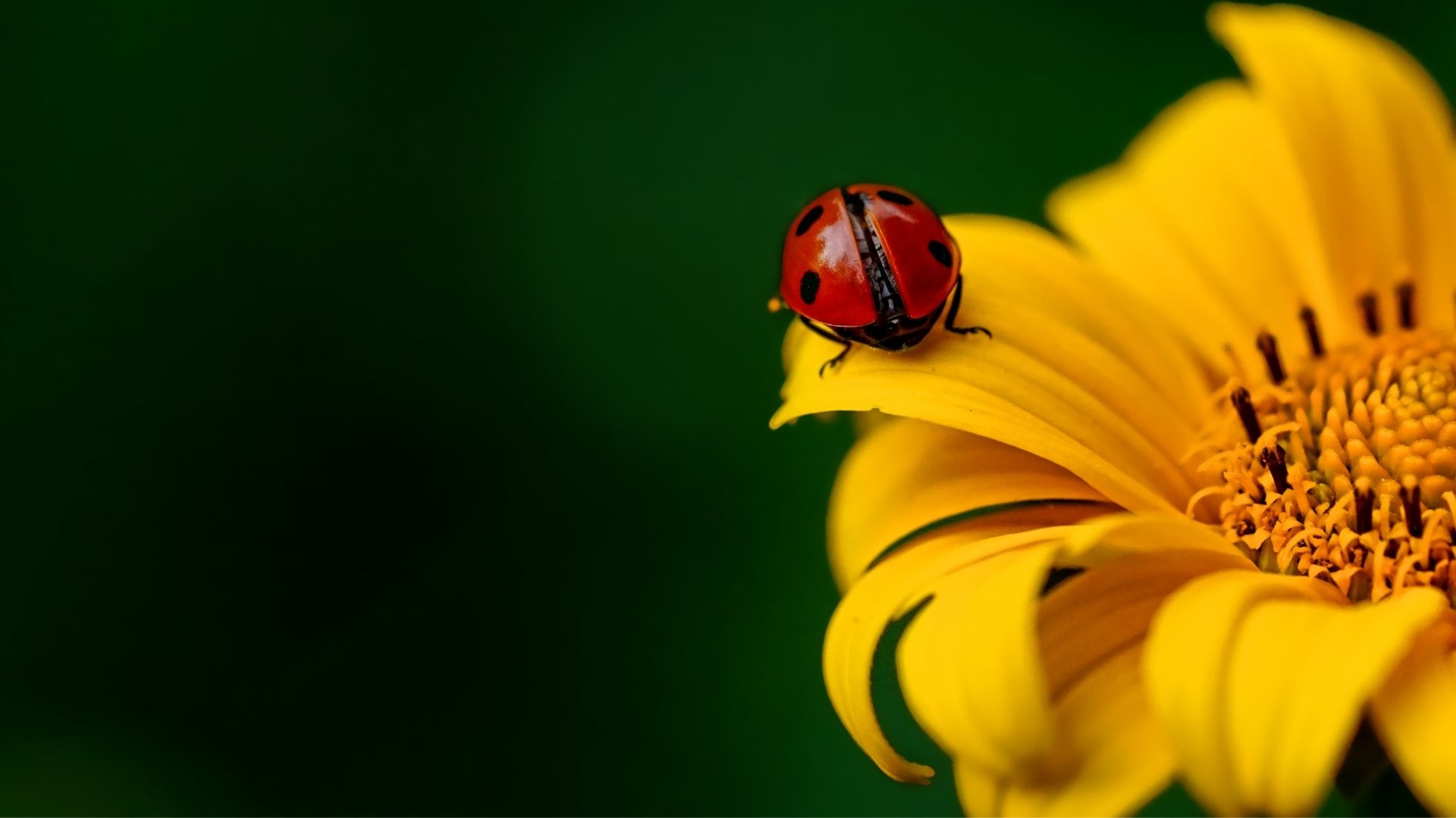 parallax background